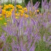 Veronicastrum virginicum 'Fascination'