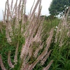 Veronicastrum virginicum 'Roseum'