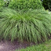 Carex montana