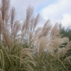 Miscanthus sinensis 'Federweißer'