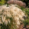 Miscanthus sinensis 'Kaskade'