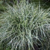 Miscanthus sinensis 'Little Zebra'®