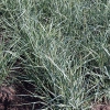 Panicum virgatum 'Prairie Sky'