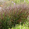 Panicum virgatum 'Rotstrahlbusch'