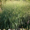 Panicum virgatum 'Strictum'