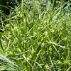 Carex grayi