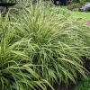 Hakonechloa macra 'Albostriata'