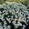 Aster ageratoides 'Starshine'®