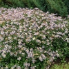 Aster ageratoides var. adustus 'Nanus'