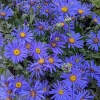 Aster amellus 'Blue King'