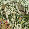 Aster ericoides 'Snow Flurry'