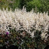 Astilbe arendsii 'Cappuccino'®