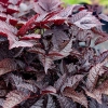 Astilbe arendsii 'Chocolate Shogun'®