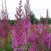 Astilbe chinensis var. taquetii 'Purpurlanze'