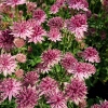 Astrantia major 'Roma'