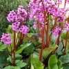 Bergenia 'Eroica'