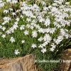 Dianthus arenarius nanus 'Little Maiden'