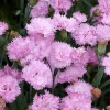 Dianthus plumarius nanus 'Pink Tones'