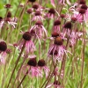 Echinacea pallida