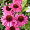 Echinacea 'Sensation Pink'®