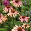 Echinacea 'Summer Cocktail'®