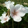 Geranium clarkei 'Kashmir White'