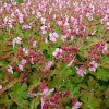 Geranium macrorrhizum 'Spessart'