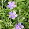 Geranium 'Nimbus'