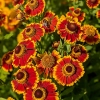 Helenium 'Biedermeier'