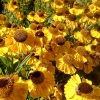 Helenium 'El Dorado'