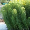 Helianthus salicifolius