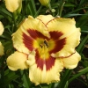 Hemerocallis 'El Desperado'