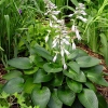 Hosta 'Devon Green'