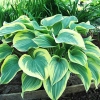 Hosta 'Liberty'®