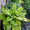 Hosta 'Winter Snow'