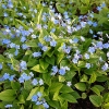 Omphalodes verna