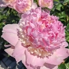 Paeonia lactiflora 'Angel Cheeks'