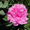 Paeonia lactiflora 'Dr. Alexander Fleming'