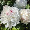 Paeonia lactiflora 'Festiva Maxima'