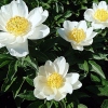 Paeonia lactiflora 'Jan van Leeuwen'