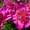 Paeonia lactiflora 'Neon'