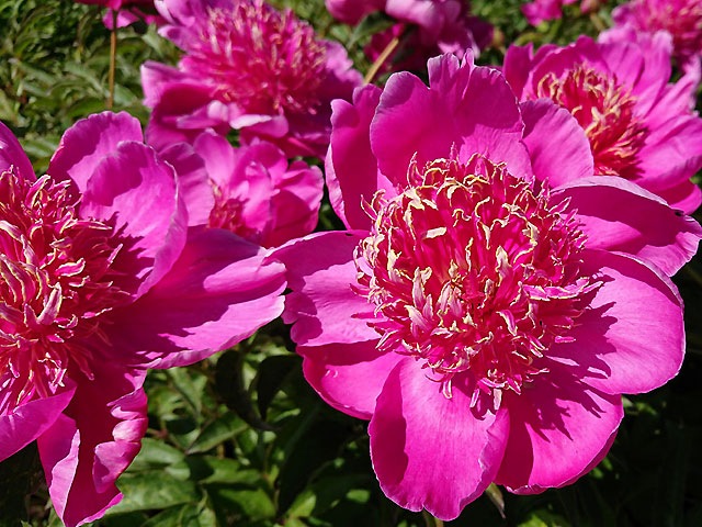 Paeonia 'NEON' 