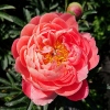 Paeonia x hybrida 'Coral Sunset'