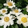 Paeonia x hybrida 'Moonrise'