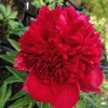 Paeonia x hybrida 'Red Charm'