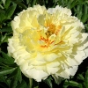 Paeonia x itoh 'Bartzella'