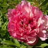 Paeonia x itoh 'Hillary'