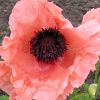 Papaver orientale 'Helen Elizabeth'