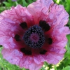Papaver orientale 'Patty's Plum'