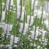 Physostegia virginiana 'Summer Snow'